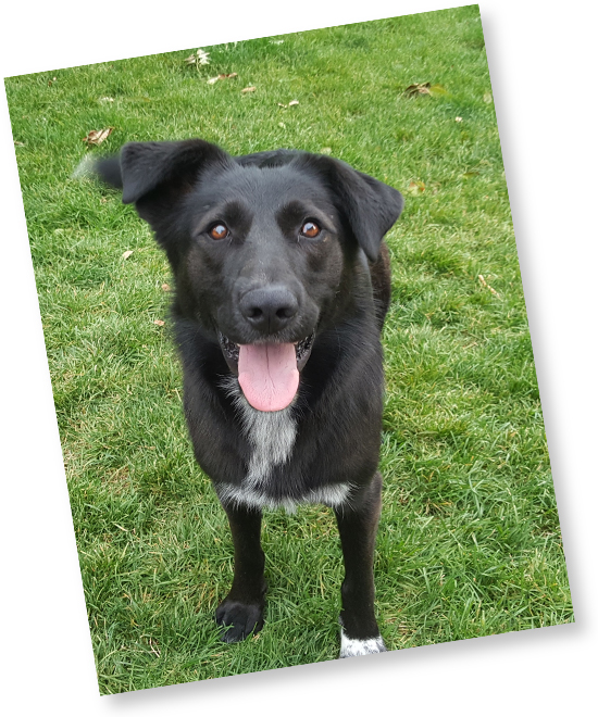 Black dog photographed outdoors